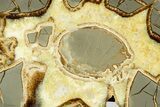 Polished Septarian Slab with Ammonite Fossil - Utah #378481-1